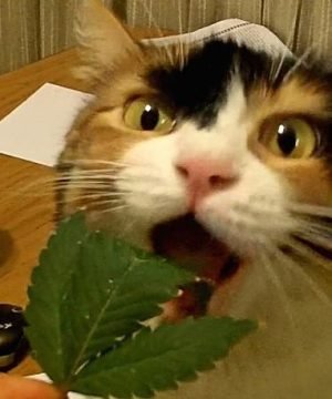 cat-eating-marijuana-leaf-happily