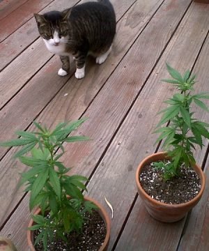 cat-eyeing-cannabis-plants
